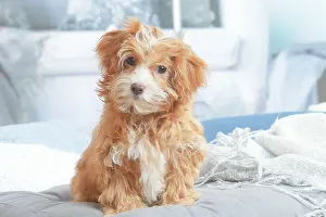 Havanais: Bichon Havanais puppy indoors