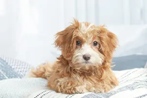 Havanais: Bichon Havanais puppy indoors