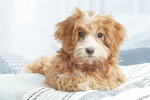 Havanais: Bichon Havanais puppy indoors