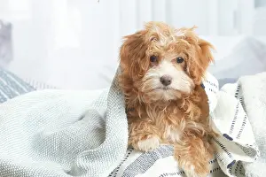 Havanais: Bichon Havanais puppy indoors