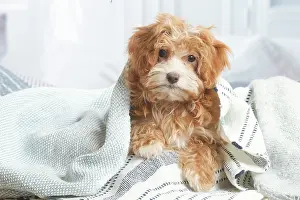 Havanais: Bichon Havanais puppy indoors