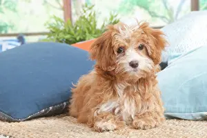 Havanais: Bichon Havanais puppy indoors