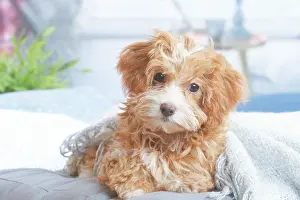 Havanais: Bichon Havanais puppy indoors