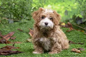 Havanais: Bichon Havanais puppy outdoors