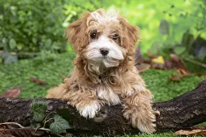 Havanais: Bichon Havanais puppy outdoors