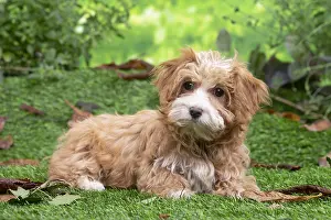 Havanais: Bichon Havanais puppy outdoors