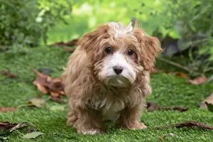 Havanais: Bichon Havanais puppy outdoors