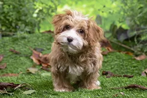 Havanais: Bichon Havanais puppy outdoors