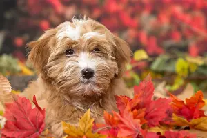 Havaneses: Bichon Havanese dog outdoors in autumn