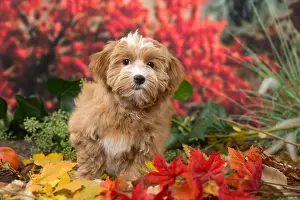 Havaneses: Bichon Havanese dog outdoors in autumn