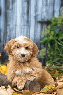 Havaneses: Bichon Havanese dog outdoors in autumn