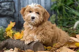 Havaneses: Bichon Havanese dog outdoors in autumn
