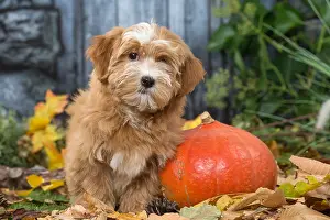 Havaneses: Bichon Havanese dog outdoors in autumn