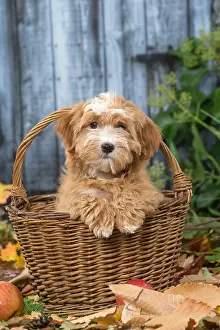 Havaneses: Bichon Havanese dog outdoors in autumn