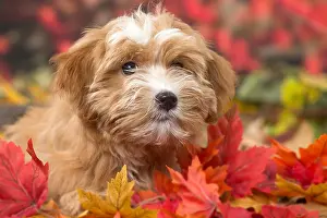 Havaneses: Bichon Havanese dog outdoors in autumn