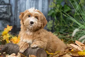 Havaneses: Bichon Havanese dog outdoors in autumn