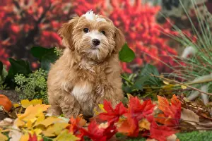 Havaneses: Bichon Havanese dog outdoors in autumn