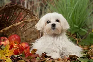 Maltese: Bichon Maltese dog outdoors in autumn