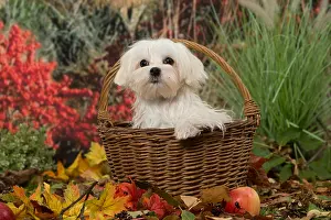 Maltese: Bichon Maltese dog outdoors in autumn
