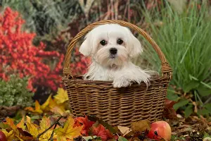 Maltese: Bichon Maltese dog outdoors in autumn