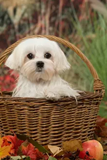 Maltese: Bichon Maltese dog outdoors in autumn