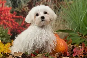 Maltese: Bichon Maltese dog outdoors in autumn