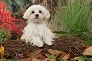Maltese: Bichon Maltese dog outdoors in autumn