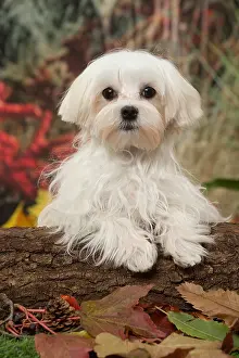 Maltese: Bichon Maltese dog outdoors in autumn