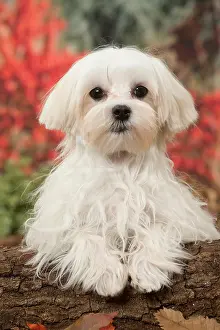 Maltese: Bichon Maltese dog outdoors in autumn