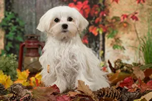 Maltese: Bichon Maltese dog outdoors in autumn