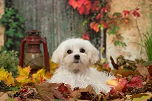 Maltese: Bichon Maltese dog outdoors in autumn