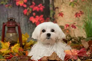 Maltese: Bichon Maltese dog outdoors in autumn
