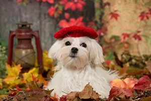 Maltese: Bichon Maltese dog outdoors in autumn