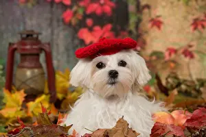 Maltese: Bichon Maltese dog outdoors in autumn