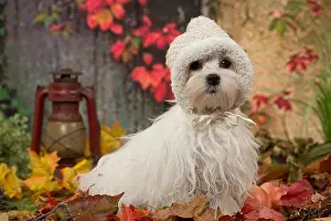 Maltese: Bichon Maltese dog outdoors in autumn