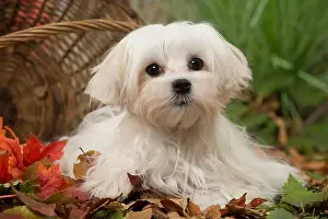 Bichon: Bichon Maltese dog outdoors in autumn