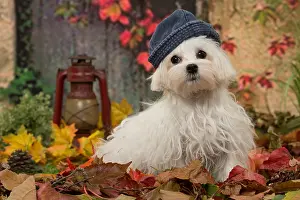 Bichon: Bichon Maltese dog outdoors in autumn