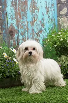 Maltese: Bichon Maltese puppy outdoors in the garden