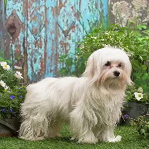 Maltese: Bichon Maltese puppy outdoors in the garden