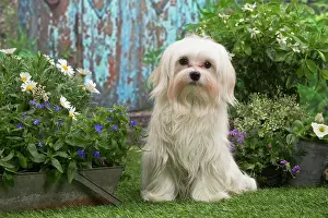 Maltese: Bichon Maltese puppy outdoors in the garden