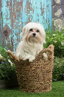 Maltese: Bichon Maltese puppy outdoors in the garden