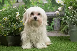 Maltese: Bichon Maltese puppy outdoors in the garden
