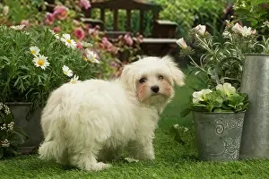 Maltese: Bichon Maltese puppy outdoors in the garden