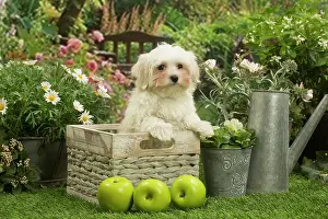 Maltese: Bichon Maltese puppy outdoors in the garden