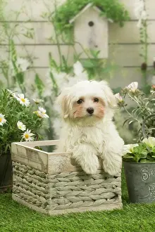 Maltese: Bichon Maltese puppy outdoors in the garden