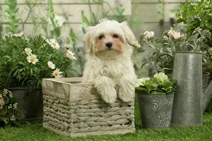 Maltese: Bichon Maltese puppy outdoors in the garden