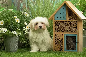 Maltese: Bichon Maltese puppy outdoors in the garden