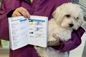 Bichon: Bichon Maltese with vaccination