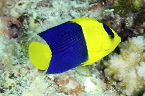 Wetar: Bicolor Angelfish