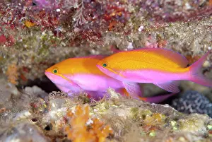 Anthias: Bicolor Anthias - swimming upside down